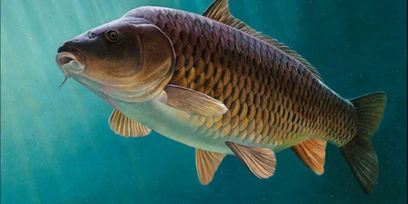 Khám Phá Sổ Mơ Thấy Cá Lô Đề Cùng SHBET Hiệu Quả An Toàn