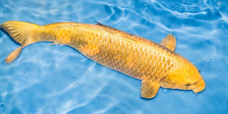 Sổ mơ thấy cá lô đề trực tuyến tại SHBET